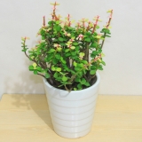 大雅乐之舞（白色圆瓷盆）