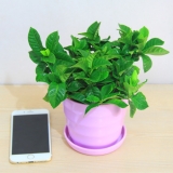 小栀子花