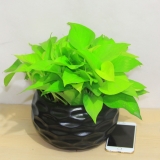 黄金葛（大号）