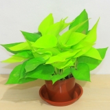 黄金葛（小号）