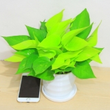 黄金葛（小号）