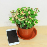 雅乐之舞（小）