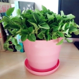 吸毒草