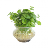 水培铜钱草
