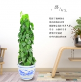 青苹果（普通花盆）
