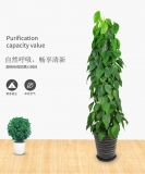 青苹果（普通花盆）
