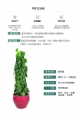 青苹果（普通花盆）