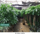 青苹果（普通花盆）