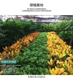 青苹果（普通花盆）