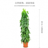 青苹果（普通花盆）