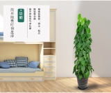 青苹果（普通花盆）