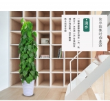 青苹果（普通花盆）
