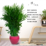 夏威夷椰子（普通花盆）
