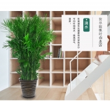 夏威夷椰子（普通花盆）