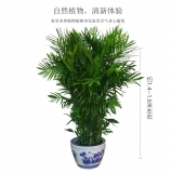夏威夷椰子（普通花盆）