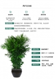 夏威夷椰子（普通花盆）