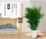 夏威夷椰子（普通花盆）