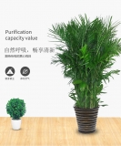 夏威夷椰子（普通花盆）
