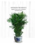 夏威夷椰子（普通花盆）