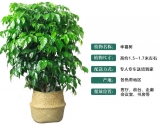 幸福树0.8-1米