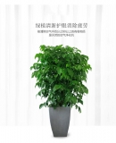 幸福树1.4-1.5