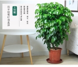 幸福树1.4-1.5