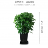 幸福树1.4-1.5
