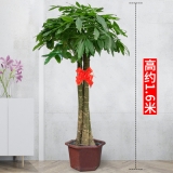 三杆发财树（普通花盆）
