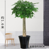 发财王（普通花盆）