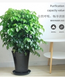 幸福树0.8-1米
