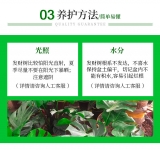 发财王（普通花盆）