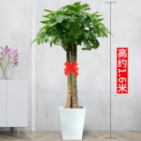 三杆发财树（普通花盆）