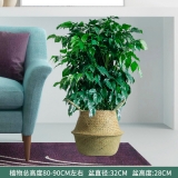 幸福树0.8-1米