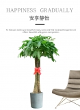 三杆发财树（普通花盆）