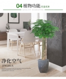 发财王（普通花盆）