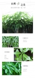 三杆发财树（普通花盆）