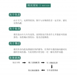 幸福树0.8-1米