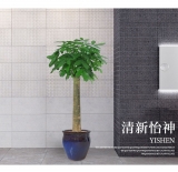 发财王（普通花盆）