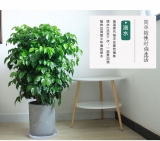 幸福树0.8-1米