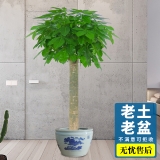 发财王（普通花盆）