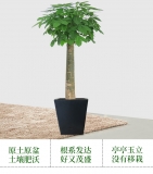 发财王（普通花盆）