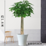 发财王（普通花盆）