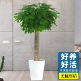 发财王（普通花盆）