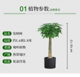 发财王（普通花盆）