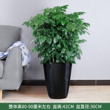 幸福树0.8-1米