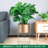 龟背竹四方铁架