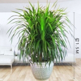 龙血树1.5