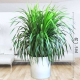 龙血树1.5