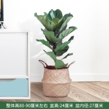 琴叶榕0.8米