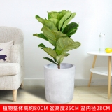 琴叶榕0.8米
